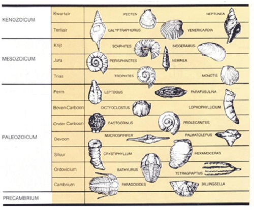 Levende fossielen in vele soorten en maten: